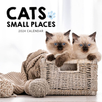 2024 Calendar Cats In Small Places Square Wall, Paper Pocket CAB10