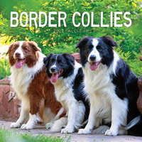 2022 Calendar Border Collies Square Wall by Paper Pocket 