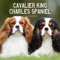 2022 Calendar Cavaliers King Charles Spaniel Square Wall by Paper Pocket 