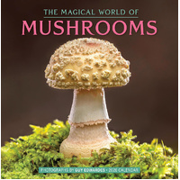 2026 Calendar The Magical World of Mushrooms Square Wall, Workman