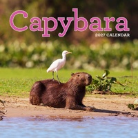 2027 Calendar Capybara Square Wall, Workman