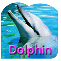 Steve Parish Board Book: Australian Wildlife, Dolphin
