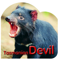 Steve Parish Board Book: Australian Wildlife, Tasmanian Devil