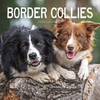 2026 Calendar Border Collies Square Wall Paper Pocket CAB6