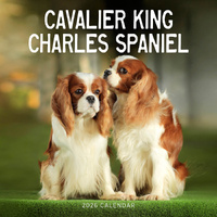 2026 Calendar Cavalier King Charles Spaniels Square Wall Paper Pocket CAB11