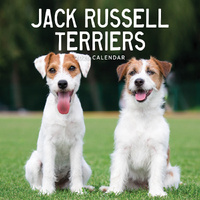 2026 Calendar Jack Russel Terriers Square Wall Paper Pocket CAB20