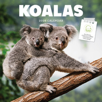 2026 Calendar Koalas Square Wall Paper Pocket CAB23