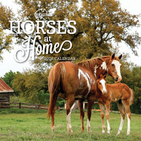 2026 Calendar Our Australia Horses At Home Square Wall Paper Pocket COB12