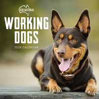 2026 Calendar Our Australia Working Dogs Square Wall Paper Pocket COB34