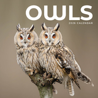 2026 Calendar Owls Square Wall Paper Pocket CAB25