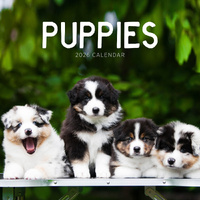 2026 Calendar Puppies Square Wall Paper Pocket CAB26