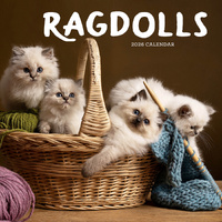 2026 Calendar Ragdolls Square Wall Paper Pocket CAB28