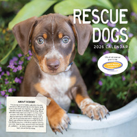 2026 Calendar Rescue Dogs Square Wall Paper Pocket CAB05