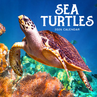 2026 Calendar Sea Turtles Square Wall Paper Pocket CAB35