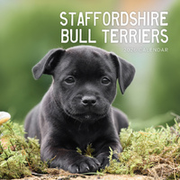 2026 Calendar Staffordshire Bull Terriers Square Wall Paper Pocket CAB32