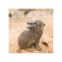 2027 Calendar Baby Animals Square Wall, Paper Pocket CAB3