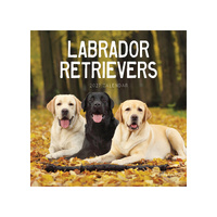 2027 Calendar Labrador Retrievers Square Wall, Paper Pocket CAB60
