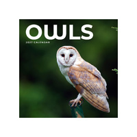 2027 Calendar Owls Square Wall, Paper Pocket CAB25