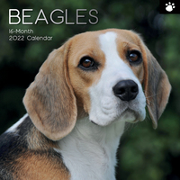 2022 Calendar Beagles Square Wall by The Gifted Stationery GSC20989