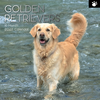 2022 Calendar Golden Retrievers Square Wall by The Gifted Stationery GSC21002