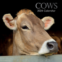 2024 Calendar Cows Square Wall by The Gifted Stationery GSC23540