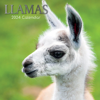 2024 Calendar Llamas Square Wall by The Gifted Stationery GSC23550