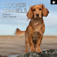 2024 Calendar Cocker Spaniels Square Wall by The Gifted Stationery GSC23577
