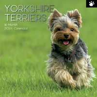 2024 Calendar Yorkshire Terriers Square Wall by The Gifted Stationery GSC23592