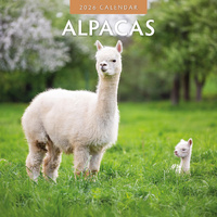 2026 Calendar Alpacas 16-Month Square Wall, Red Robin RR261003