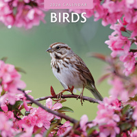 2026 Calendar Birds 16-Month Square Wall, Red Robin RR261007