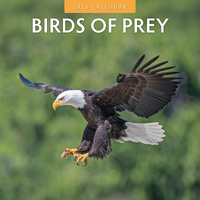 2026 Calendar Birds of Prey 16-Month Square Wall, Red Robin RR261008