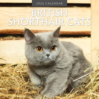 2026 Calendar British Shorthair Cats 16-Month Square Wall, Red Robin RR261011