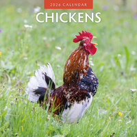 2026 Calendar Chickens 16-Month Square Wall, Red Robin RR261017