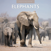 2026 Calendar Elephants 16-Month Square Wall, Red Robin RR261027