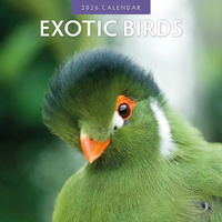 2026 Calendar Exotic Birds 16-Month Square Wall, Red Robin RR261028