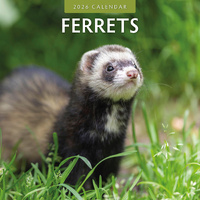 2026 Calendar Ferrets 16-Month Square Wall, Red Robin RR261029
