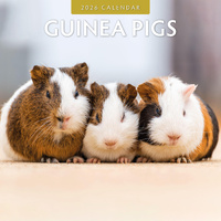 2026 Calendar Guinea Pigs 16-Month Square Wall, Red Robin RR261034