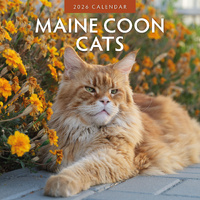 2026 Calendar Maine Coon Cats 16-Month Square Wall, Red Robin RR261040