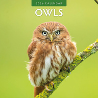 2026 Calendar Owls 16-Month Square Wall, Red Robin RR261044