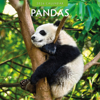 2026 Calendar Pandas 16-Month Square Wall, Red Robin RR261045