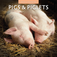 2026 Calendar Pigs & Piglets 16-Month Square Wall, Red Robin RR261048