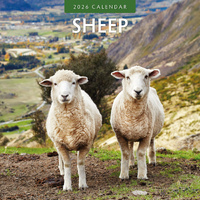 2026 Calendar Sheep 16-Month Square Wall, Red Robin RR261054
