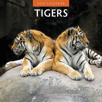 2026 Calendar Tigers 16-Month Square Wall, Red Robin RR261057