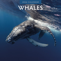 2026 Calendar Whales 16-Month Square Wall, Red Robin RR261059