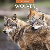 2026 Calendar Wolves 16-Month Square Wall, Red Robin RR261062