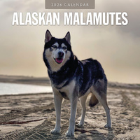 2026 Calendar Alaskan Malamutes 16-Month Square Wall, Red Robin RR261066
