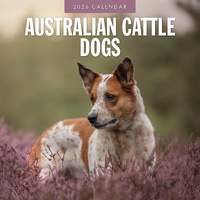 2026 Calendar Australian Cattle Dogs 16-Month Square Wall, Red Robin RR261069