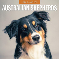 2026 Calendar Australian Shepherds 16-Month Square Wall, Red Robin RR261070