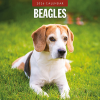 2026 Calendar Beagles 16-Month Square Wall, Red Robin RR261072