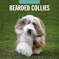 2026 Calendar Bearded Collies 16-Month Square Wall, Red Robin RR261073